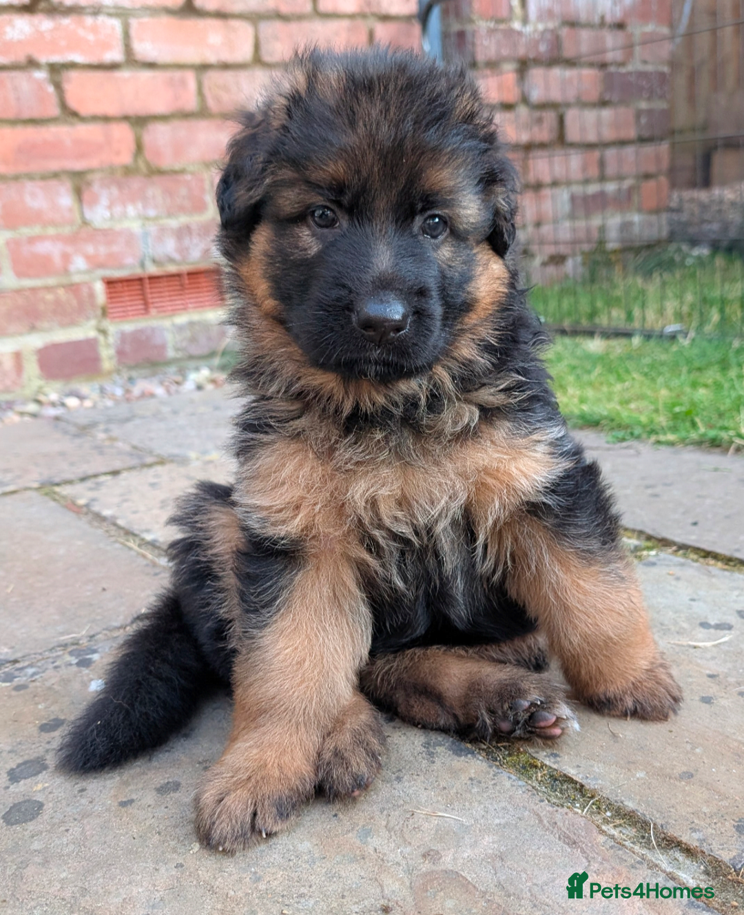 German Shepherd dogs for sale: Gorgeous and healthy German Shepherds Puppies - Image 9
