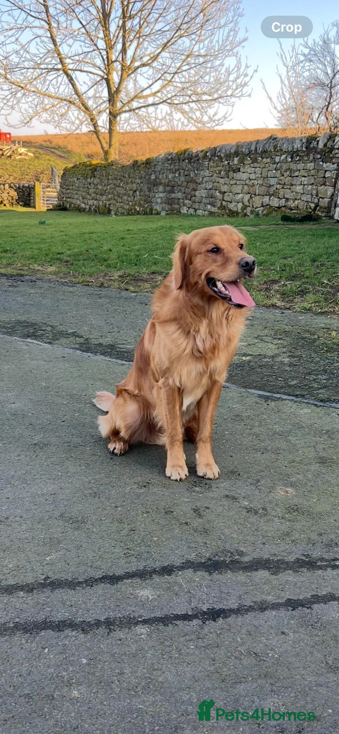 Golden Retriever dogs for sale: Beautiful Trained Golden Retriever  - Advert 4