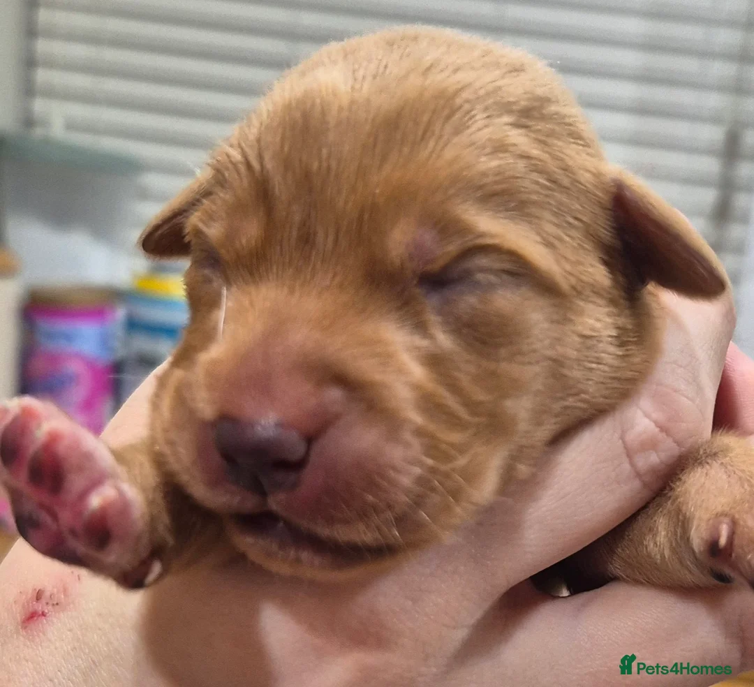 Labrador Retriever dogs for sale: KC Reg Yellow Lab Puppy - Advert 11