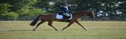 Welsh Section D horses for sale: 14.3/15hh allrounder gelding  in Rowlands Gill - Advert 3