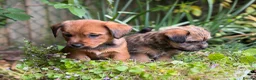 Mixed Breed dogs for sale: Exceptional Norfolk terrier x jrt pups ready now  - Advert 6