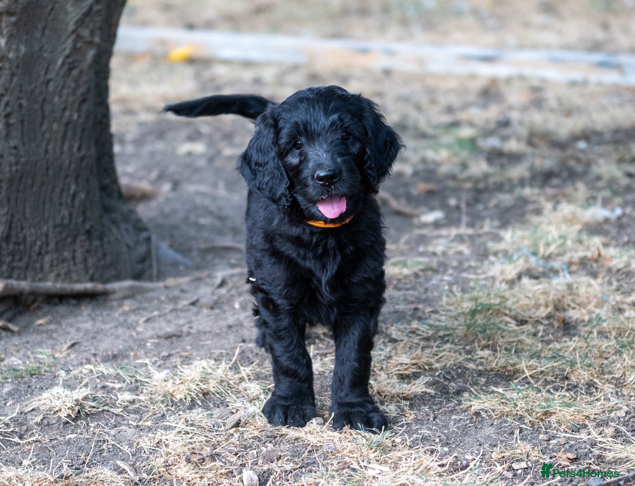 Goldendoodle dogs F1 Standard Goldendoodles - 1 boy left  - Advert 1