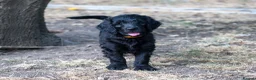 Goldendoodle dogs for sale: F1 Standard Goldendoodles - 1 boy left  - Advert 1