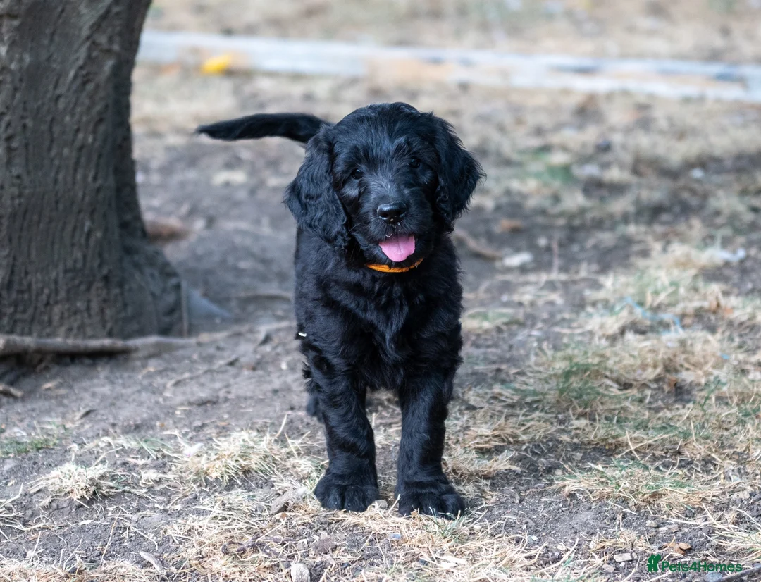 Goldendoodle dogs for sale: F1 Standard Goldendoodles - 1 boy left  - Advert 1