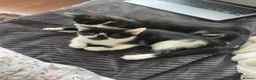 Mixed Breed cats for sale: Adorable bonded pair in Edgware - Advert 2