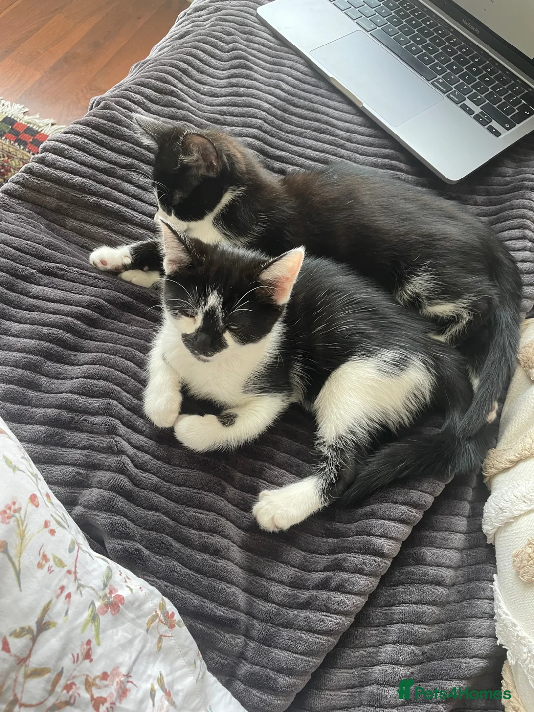 Mixed Breed cats for sale: Adorable bonded pair in Edgware - Advert 2