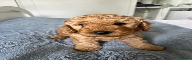 Cockapoo 1