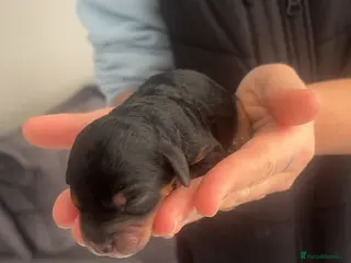 Labradoodle dogs Miniature labradoodles for sale PHANTOM - Advert 5