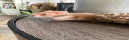 Hamster rodents for sale: Syrian hamster babies - Advert 6