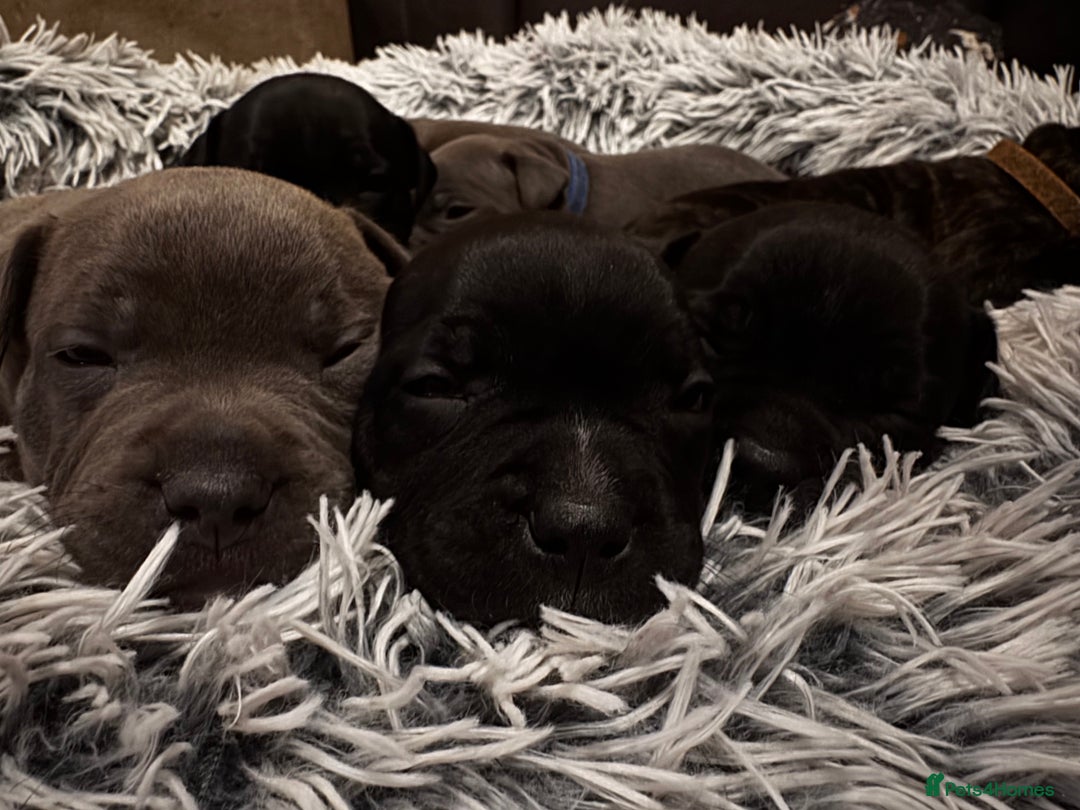 Staffordshire Bull Terrier dogs for sale: 6 Staffordshire pups - Advert 11