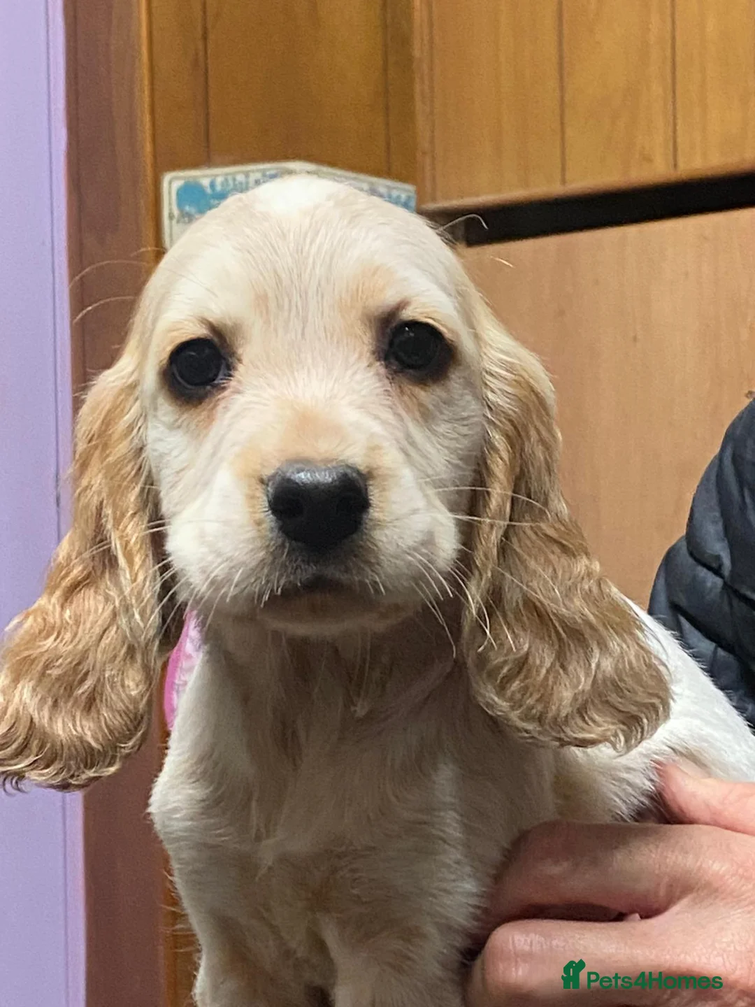 Cocker Spaniel dogs for stud: Stunning  Cocker Spaniel for stud in Northwood - Advert 20