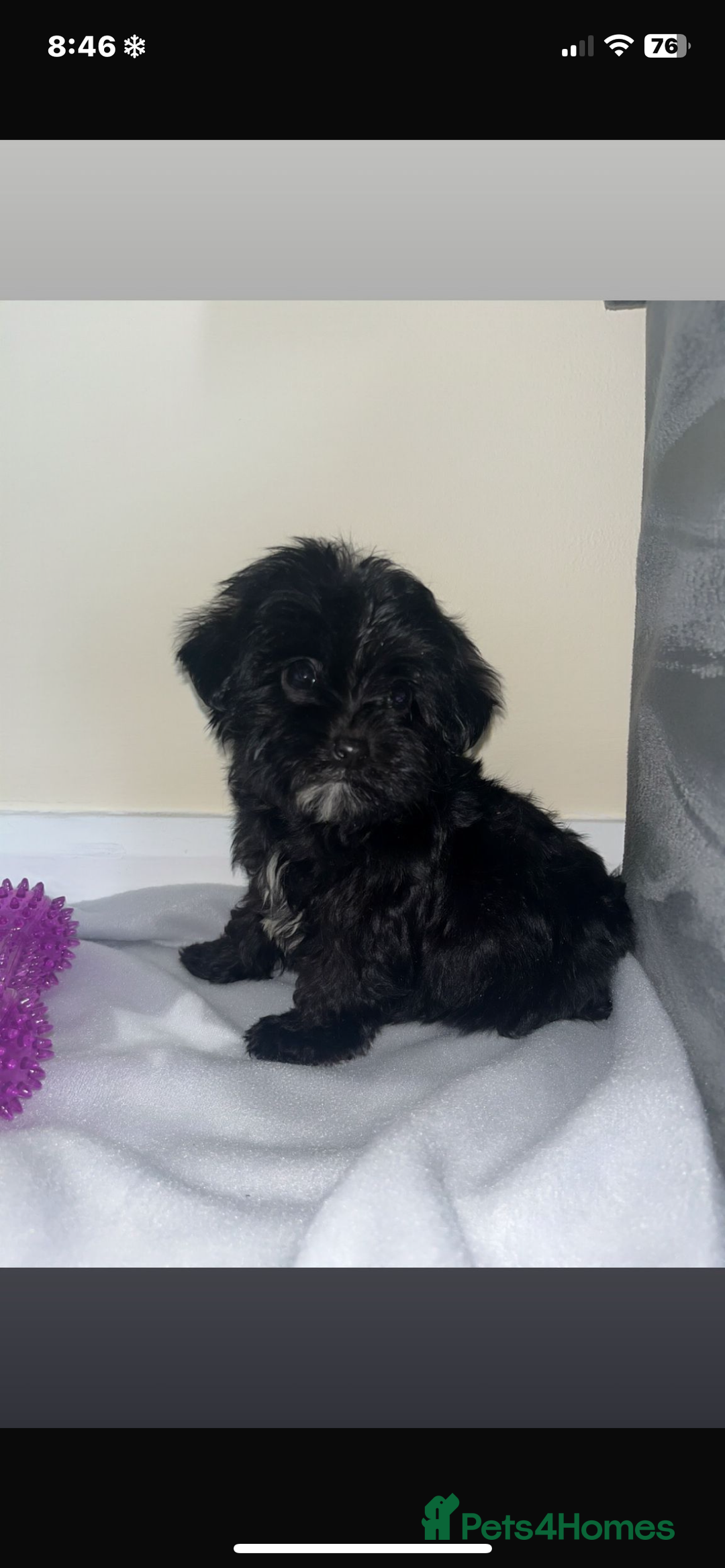 Cavapoo dogs for sale: Stunning cavapoo puppies  - Image 6
