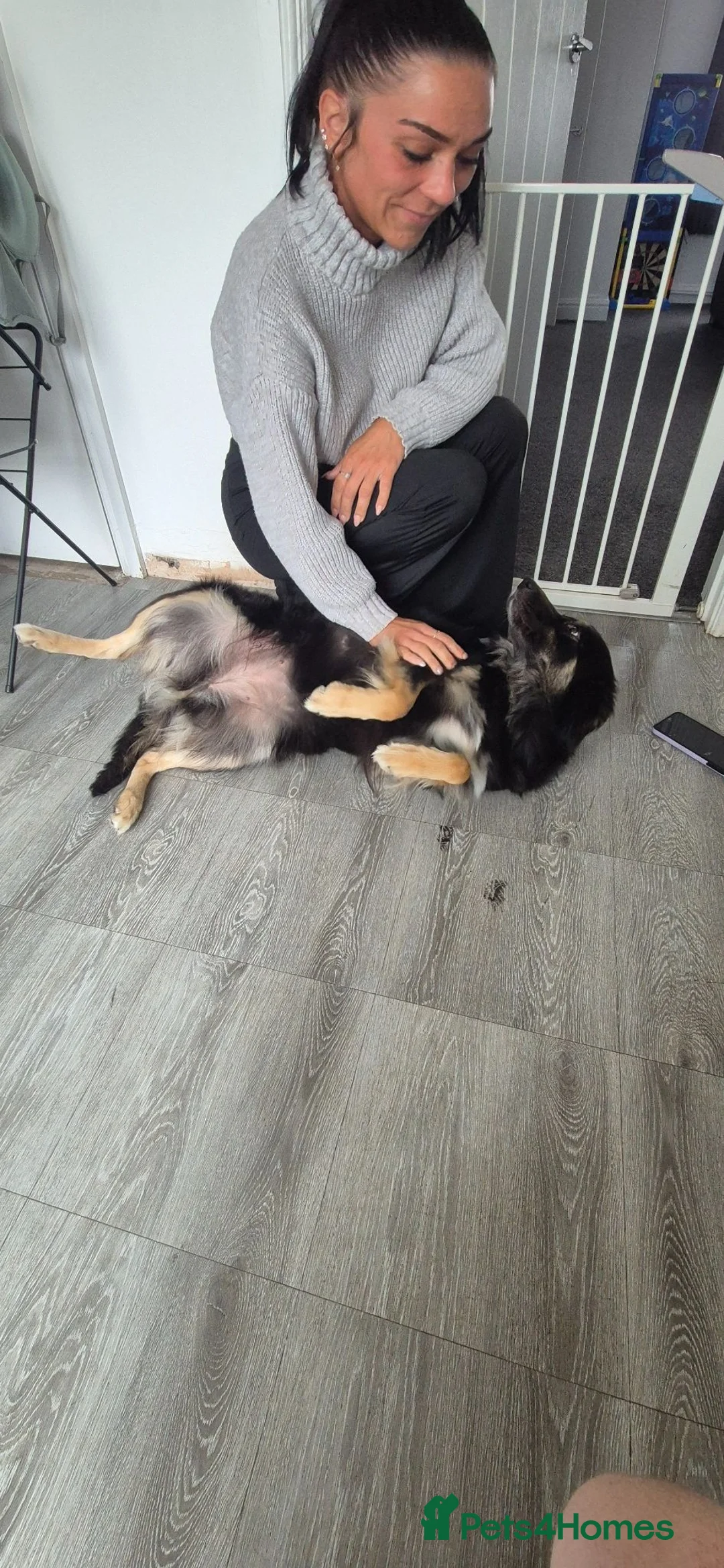 Border Collie dogs for sale: Border collie  - Advert 8