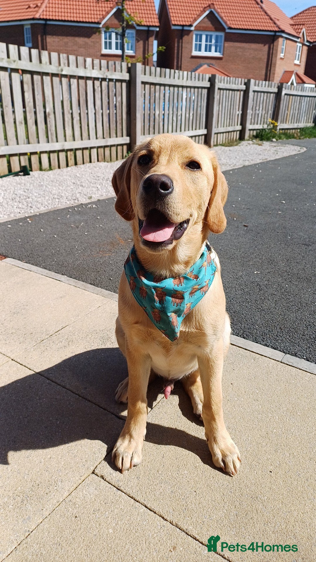 Mixed Breed dogs for sale: Male labrador cross  - Advert 7