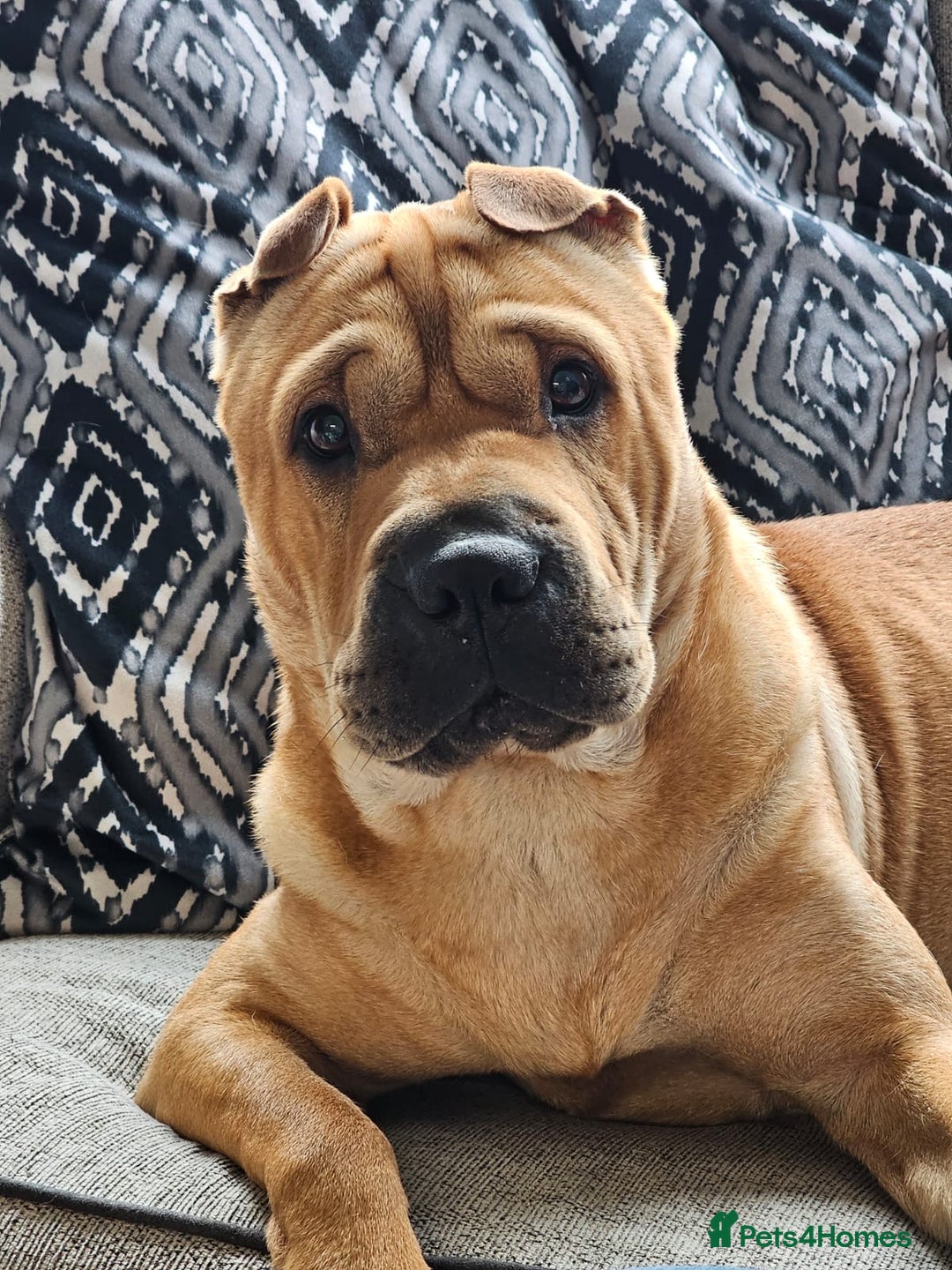 Shar Pei dogs for sale: Chase The Sharpei  - Advert 9