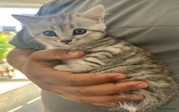 Mixed Breed cats for sale: Adorable boys kittens 3 x Silver Tabby 1x Tabby - Image 4