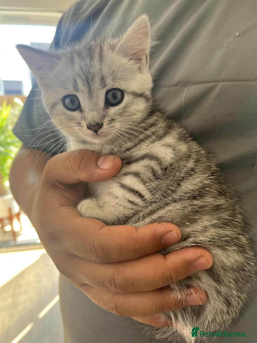 Mixed Breed cats for sale: Adorable boys kittens 3 x Silver Tabby 1x Tabby - Image 4
