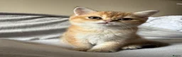 British Shorthair cats for sale: 🐾 Champion Bloodline BSH Golden Kittens 🐾 - Advert 23