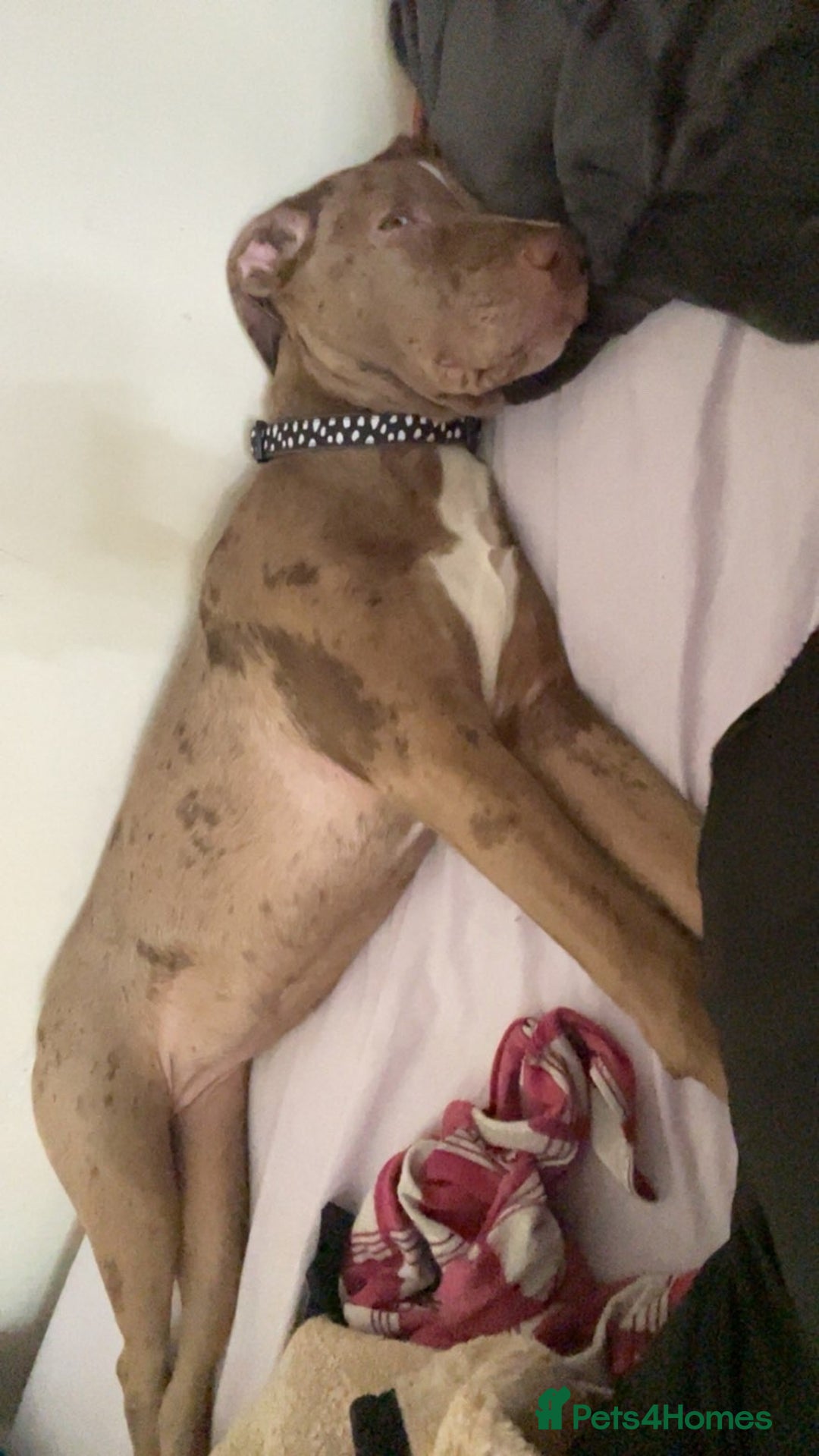 Mixed Breed dogs for sale: Female (milky) - Advert 2