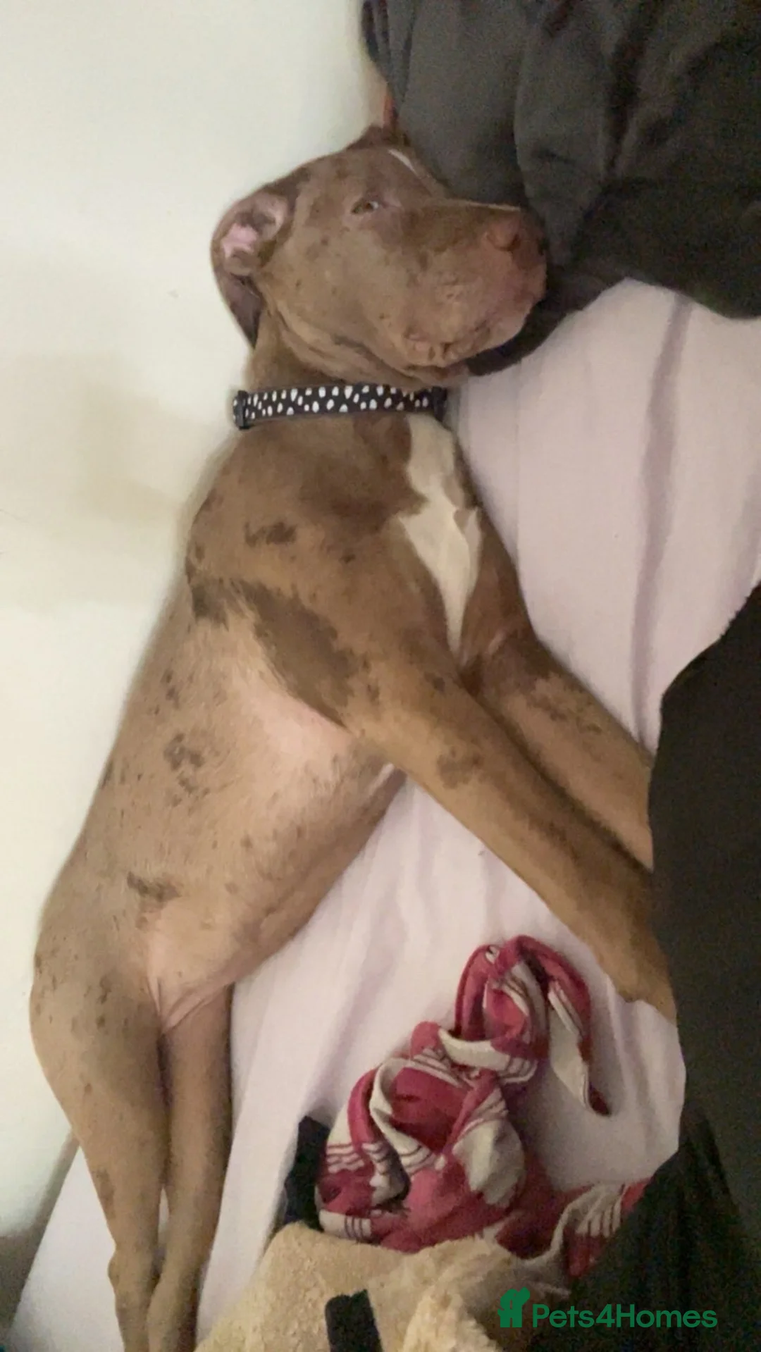 Mixed Breed dogs for sale: Female (milky) - Advert 2