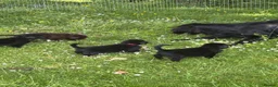 Flat coated Retriever dogs for sale: Gorgeous liver and black Flatcoat Retrievers - Advert 20