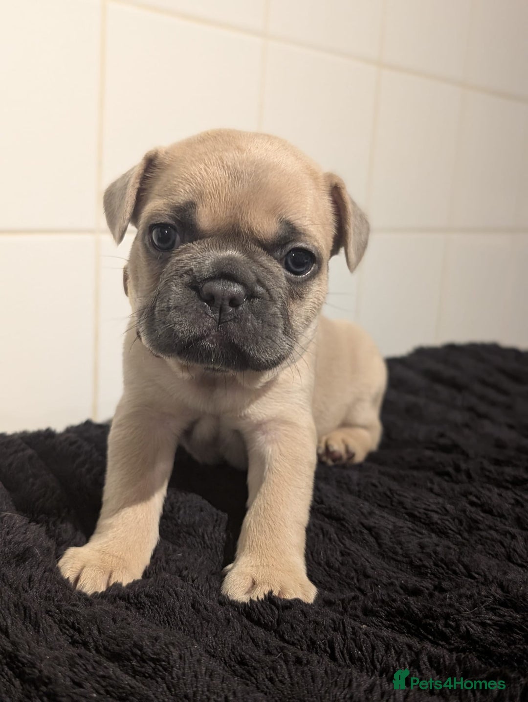French Bulldog dogs for sale: 6 lovely French bulldog puppies  - Advert 10