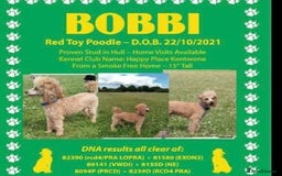 Toy Poodle dogs for sale: 🐶❤️ KC Registered Red Toy Poodle Puppies ❤️🐶 - Image 15