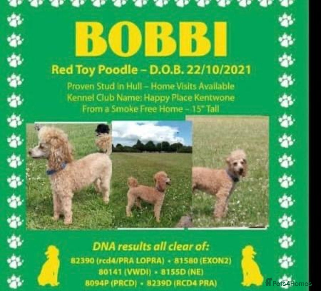 Toy Poodle dogs for sale: 🐶❤️ KC Registered Red Toy Poodle Puppies ❤️🐶 - Image 15