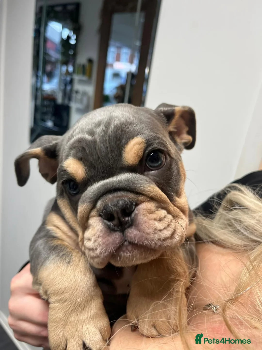 English Bulldog dogs for sale: 2 TOP QUALITY ENGLISH BULLDOG PUPPIES REMAINING  - Advert 11