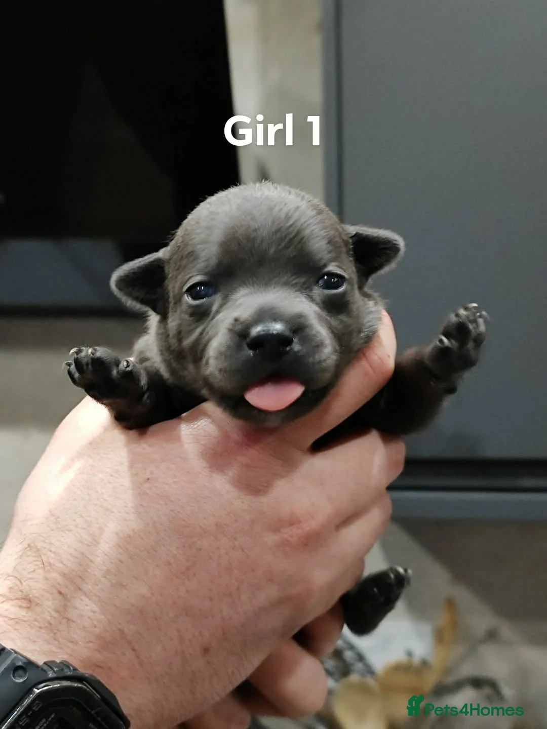Staffordshire Bull Terrier dogs for sale: Blue/Black Staffordshire Bull Terrier Puppies - Advert 11