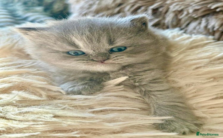 British Longhair cats - Advert 1