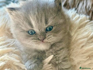 British Longhair cats - Advert 2