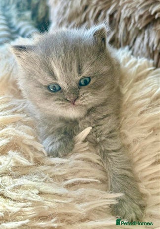 British Longhair cats - Advert 1