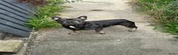 French Bulldog dogs for sale: Lennie French bulldog quick sale  - Advert 5