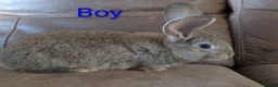 Continental Giant rabbits for sale: Continental giant - Advert 4