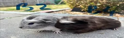Guinea Pig rodents for sale: 6 week old baby guinea pigs - reserved  - Advert 6