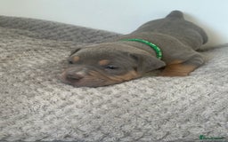 American Bully dogs for sale: Pocket Bullies ( not banned breed) - Image 18