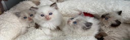 Ragdoll cats for sale: 💙🩷GCCF REG RAGDOLL KITTENS 16&12 WKS AWARD WIN🥇 - Advert 7