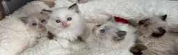 Ragdoll cats for sale: GCCF🥇PUREBRED REG RAGDOLL KITTENS AWARD WIN🥇 - Advert 11