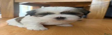 Shih Tzu 4
