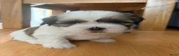 Shih Tzu dogs for sale: Ready now - Beautiful Shih Tzu puppies - Advert 16