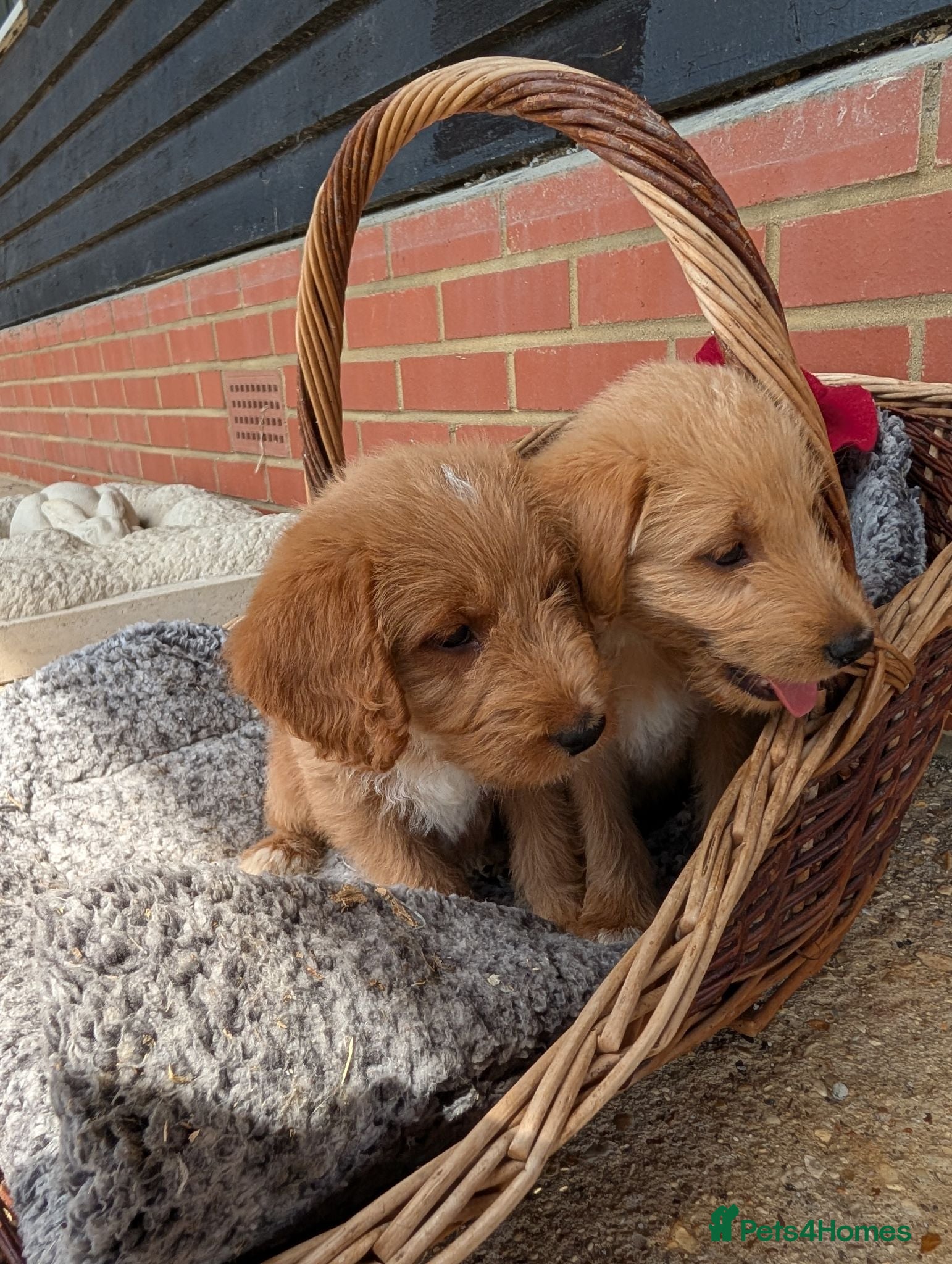 Australian Labradoodle dogs Stunning Red Australian Labradoodle puppies  - Advert 2
