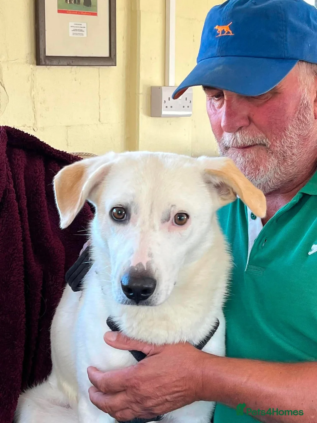 Mixed Breed dogs for adoption: HUGO - I’ll be your dog 💙 in Worcester - Advert 1