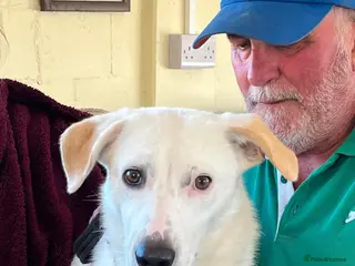 Mixed Breed dogs HUGO - I’ll be your dog 💙 - Advert 3