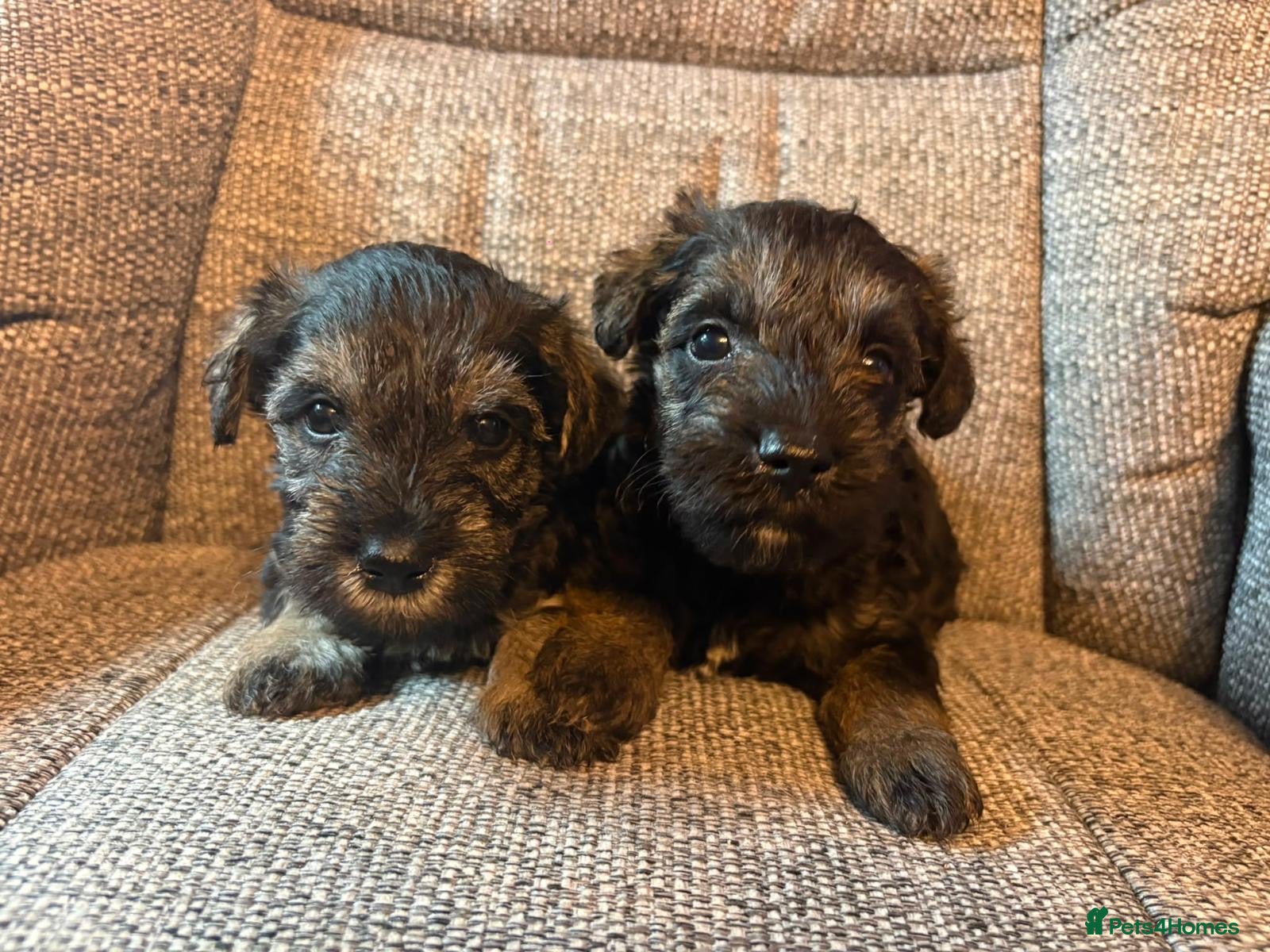 Schnoodle dogs Miniature Schnoodle puppies - Advert 1