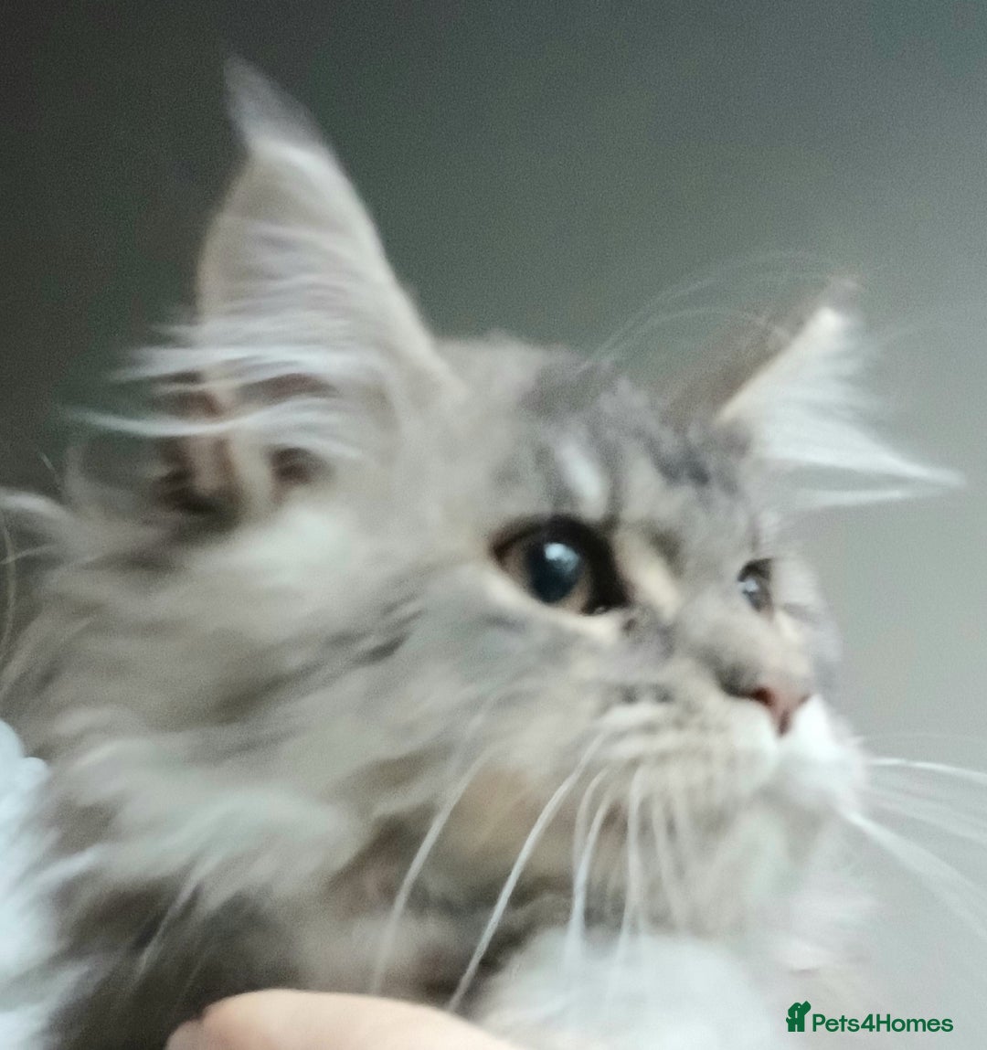 Maine Coon cats for sale: Beautiful TICA reg girl READY NOW! - Advert 2