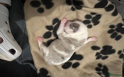 Mixed Breed dogs for sale: American bull staff puppies  - Image 16