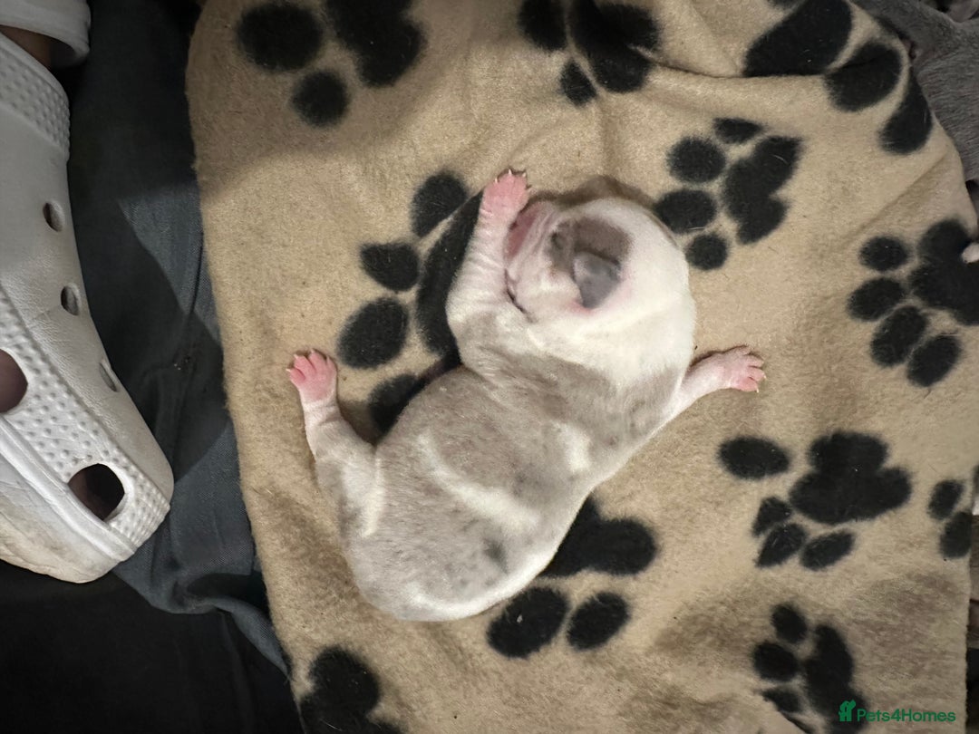 Mixed Breed dogs for sale: American bull staff puppies  - Image 16