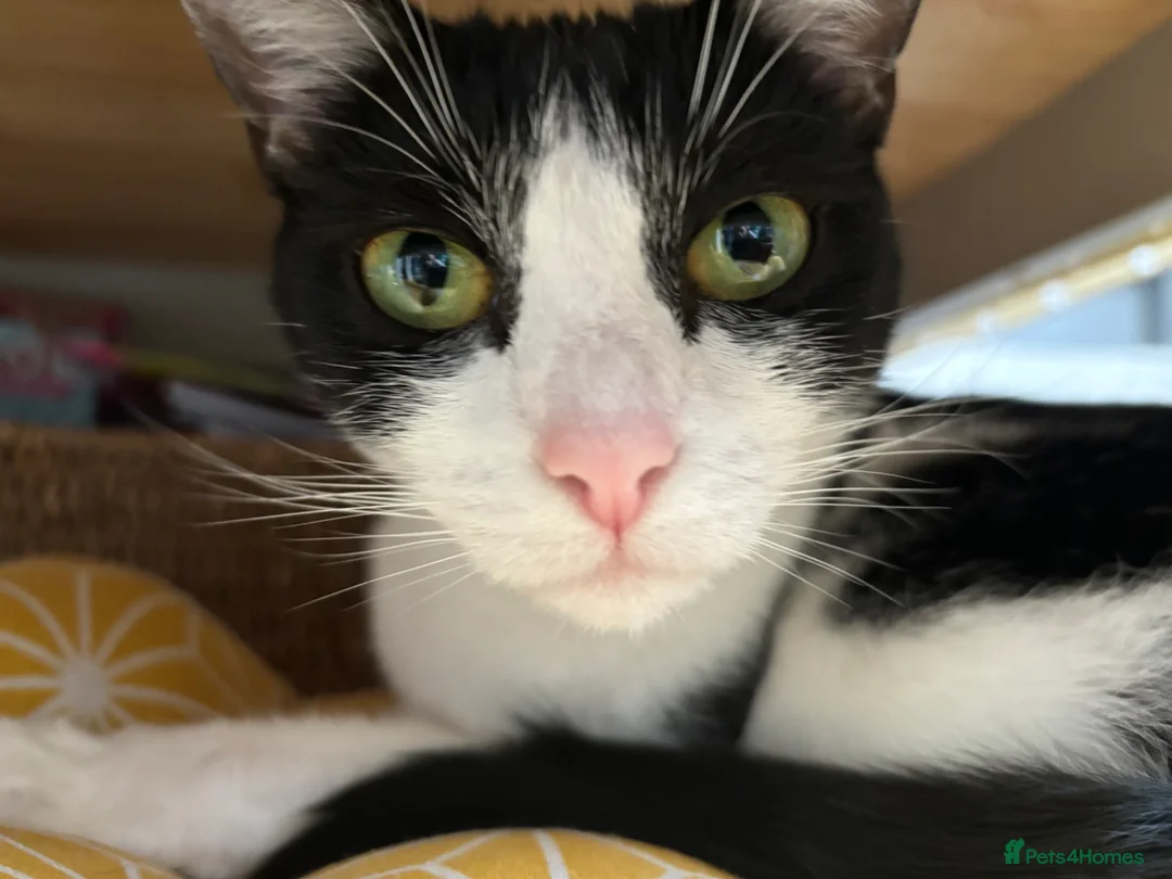 British Shorthair cats for sale: 3 lovely cats available  - Advert 6