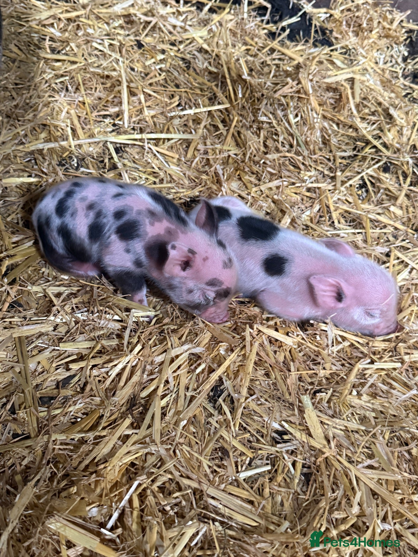 Pig livestock Full Julianna Piglets - Advert 1